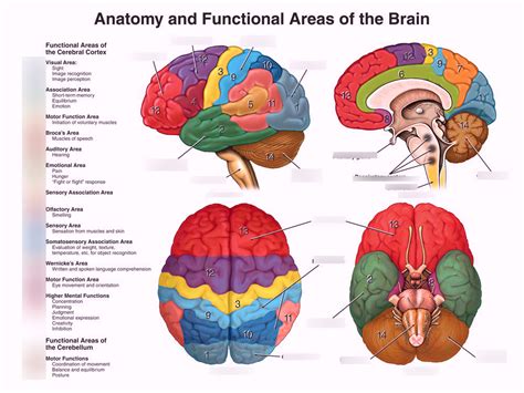 ap psychology test quizlet|ap psych unit 10 quizlet.